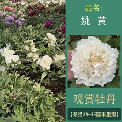 牡丹苗