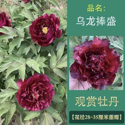 牡丹苗